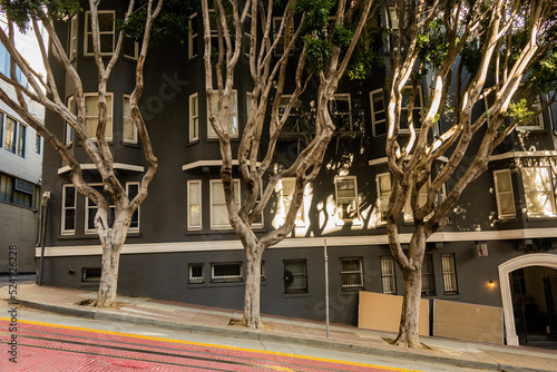 Photography Three Gnarly Trees Grow On Hilly Sidewalk in San Francisco