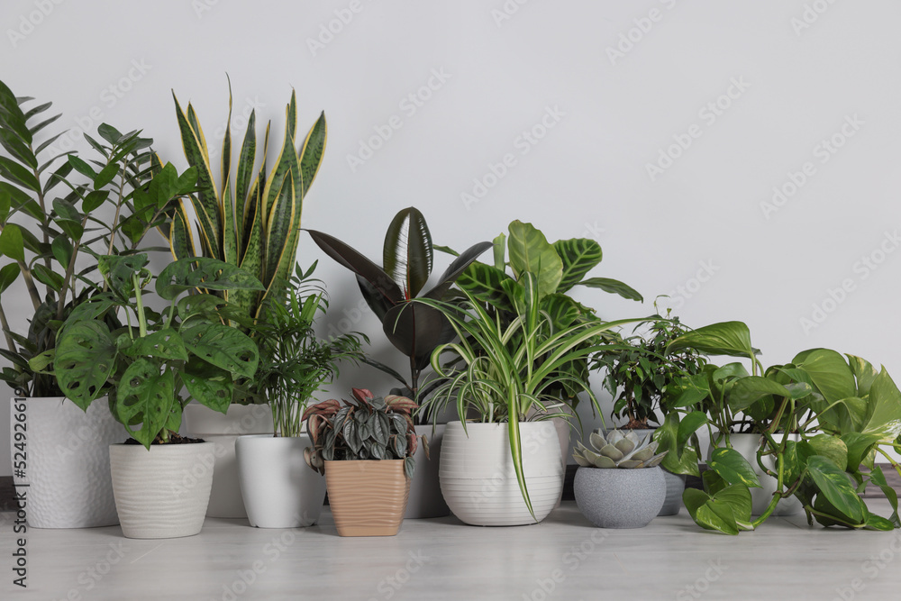 Collection of beautiful houseplants on floor near light wall Collection of beautiful houseplants on floor near light wall