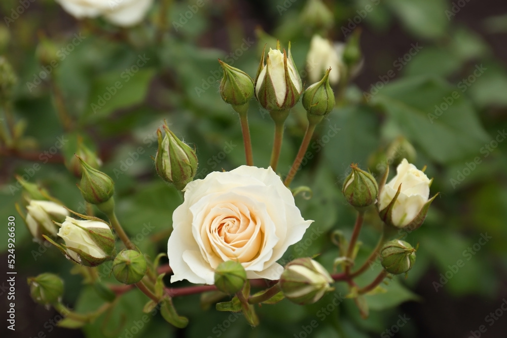 Closeup view of beautiful blooming rose bush outdoors