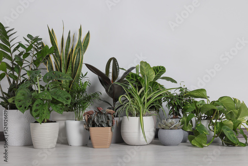 Collection of beautiful houseplants on floor near light wall