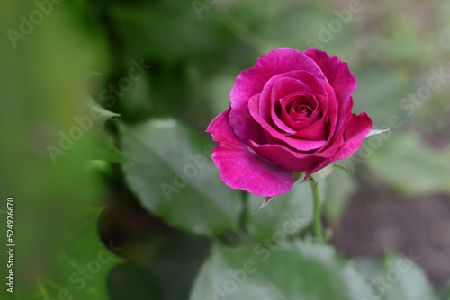 Beautiful violet rose flower blooming outdoors  closeup. Space for text