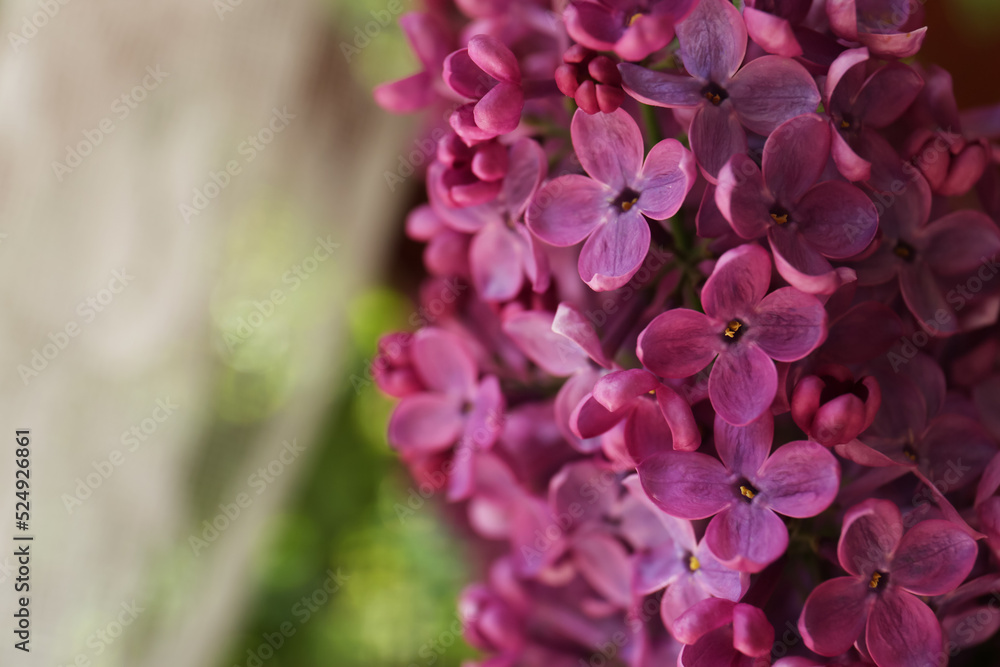 Beautiful lilac flowers on blurred background, closeup. Space for text Beautiful lilac flowers on blurred background, closeup. Space for text