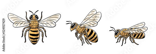 Hand-drawn honey bee illustration set: top view, flying side view, and sitting side view