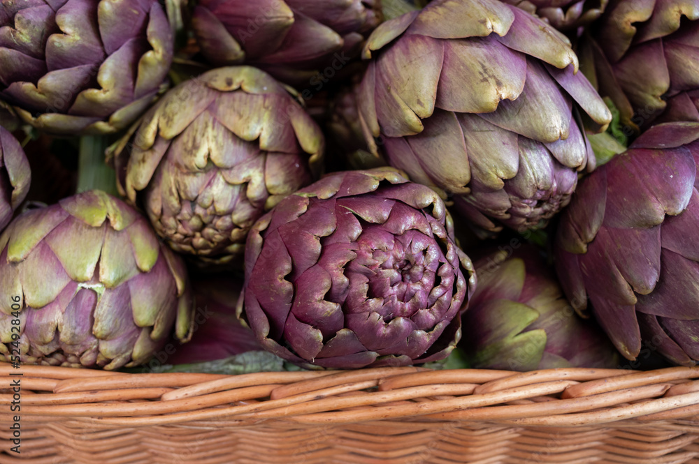 Heads of fresh organic artichoke flowers, edible vegetables purple romanesco artichokes Heads of fresh organic artichoke flowers, edible vegetables purple romanesco artichokes