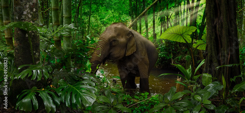Photography elephant in the jungle