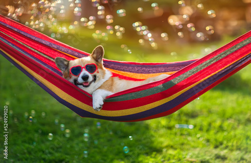 cute corgi dog puppy lies in a hammock in a sunny summer garden on a hot day ...