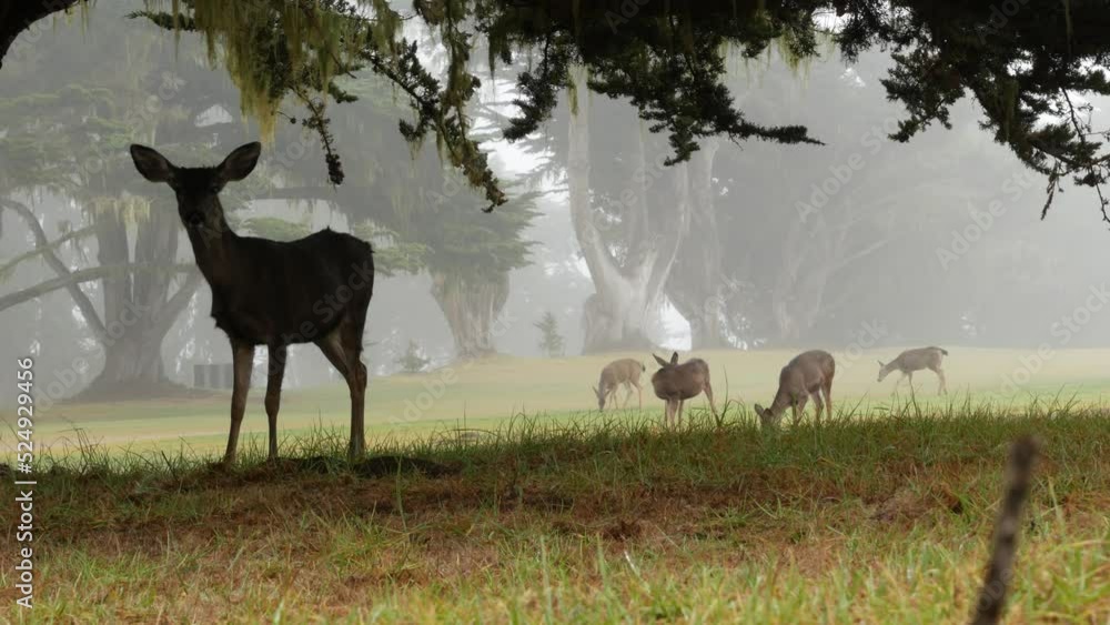 Wild young deer family grazing, green lawn grass, group or herd of juvenile animals. Many adorable fawns, cute calfs under cypress tree in freedom, valley or meadow in forest. Lace lichen. California. Wild young deer family grazing, green lawn grass, group or herd of juvenile animals. Many adorable fawns, cute calfs under cypress tree in freedom, valley or meadow in forest. Lace lichen. California.