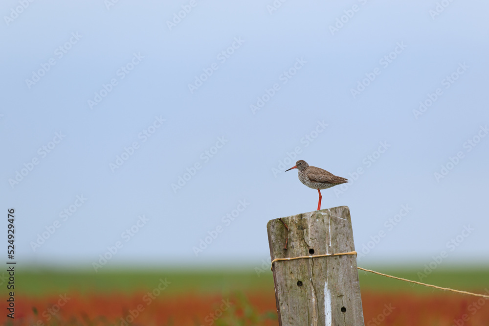 Fototapeta premium Common Redshank on pole
