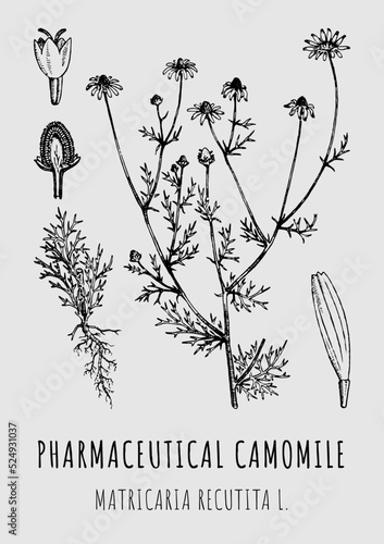 Hand drawn pharmaceutical camomile Matricaria recutita. Vector graphic illustration for print, logo, emblem, label and other decorations. Alternative medicine, beauty, cosmetics and medicinal herbs.
