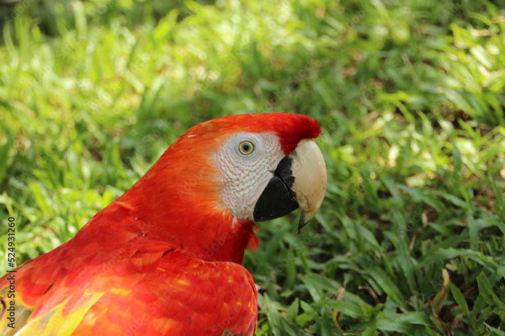 Fototapeta premium Red parrot Scarlet Macaw, Ara macao, bird sitting on the branch, Colombia, Peru, Brasil. Wildlife scene from tropical forest. Beautiful parrot in nature habitat. Macaw with long tail.