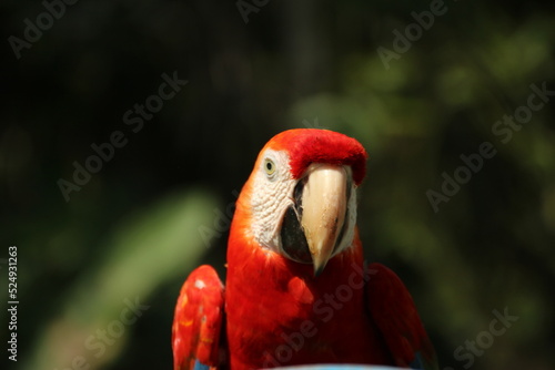 Red parrot Scarlet Macaw, Ara macao, bird sitting on the branch, Colombia, Peru, Brasil. Wildlife scene from tropical forest. Beautiful parrot in nature habitat. Macaw with long tail.