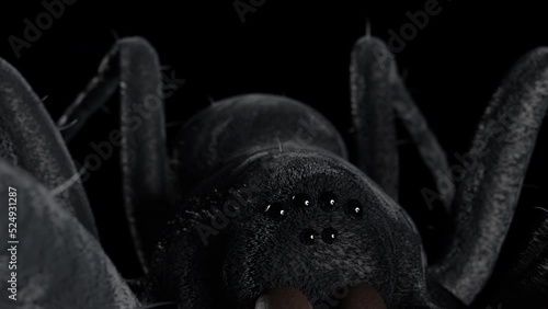 Large dark spider close-up on a black background.