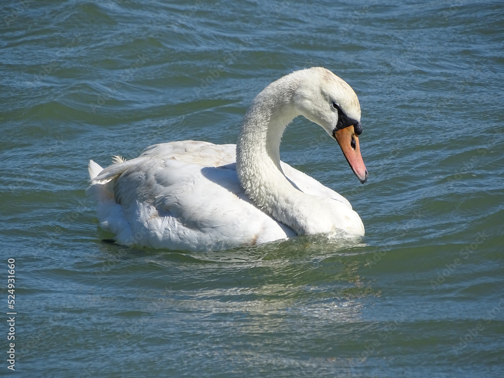 White Swan close up, with green wavy sea in background taken in the Solent in Hampshire White Swan close up, with green wavy sea in background taken in the Solent in Hampshire