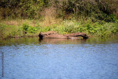 Crocodile sunbathing on a log in a lake in the African savannah, these waters that form these beautiful landscapes are very dangerous because they are full of these dangerous reptiles.