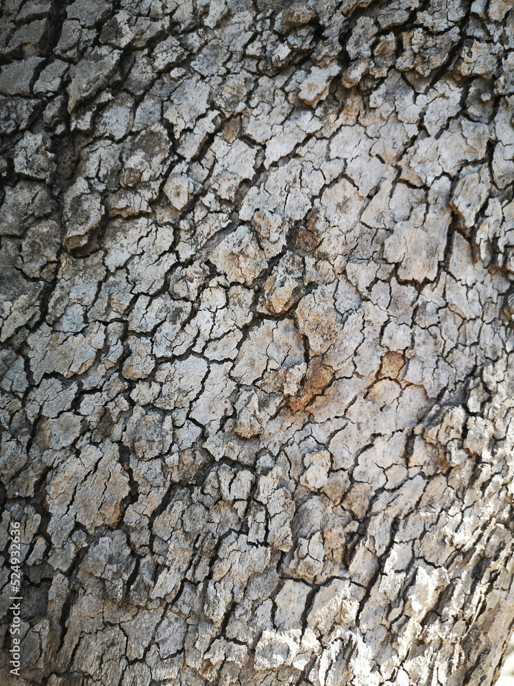 Tree Bark Textures for Graphic Designers Tree Bark Textures for Graphic Designers