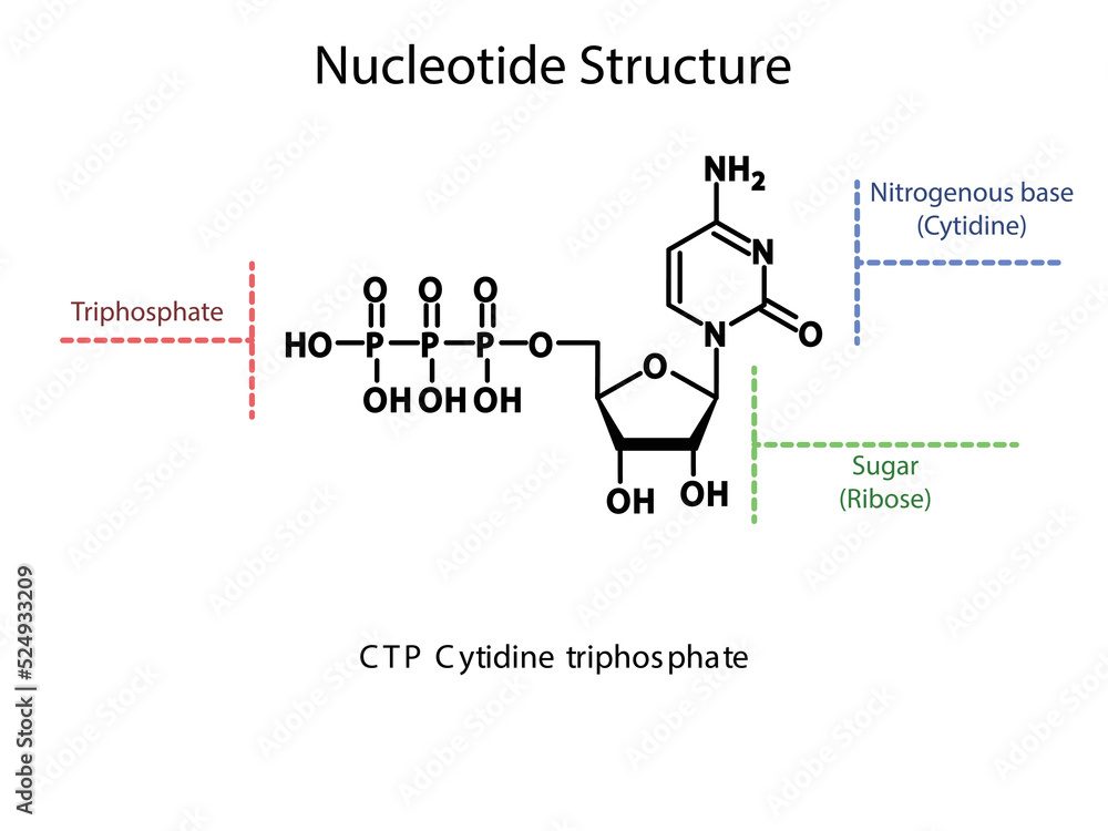 CTP Cytidine triphosphate Nucleoside molecular structure diagram on white background. DNA and