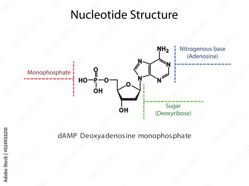 dAMP Deoxyadenosine monophosphate Nucleotide molecular structure diagram on white background