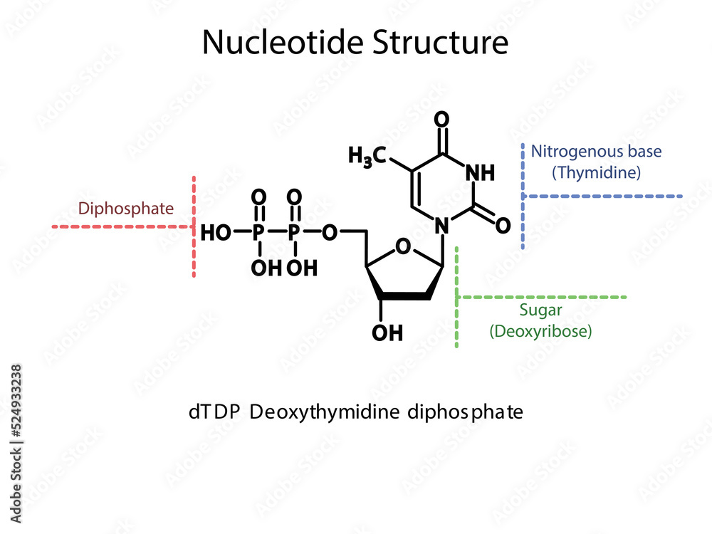 dTDP Deoxythymidine diphosphate Nucleoside molecular structure diagram