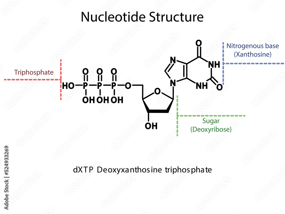 dXTP Deoxyxanthosine triphosphate Nucleoside molecular structure