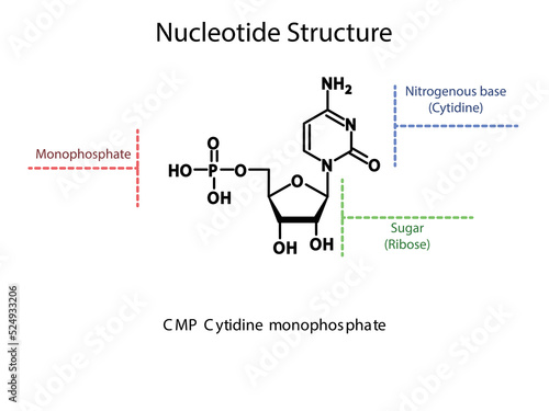 CMP Cytidine monophosphate Nucleotide molecular structure diagram on white background. DNA and RNA building block consisting of nitrogenous base, sugar and phosphate.