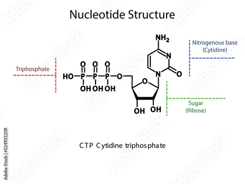 CTP Cytidine triphosphate Nucleoside molecular structure diagram on white background. DNA and RNA building block consisting of nitrogenous base, sugar and phosphate.