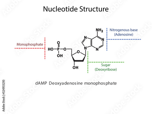 dAMP Deoxyadenosine monophosphate Nucleotide molecular structure diagram on white background. DNA and RNA building block consisting of nitrogenous base, sugar and phosphate.