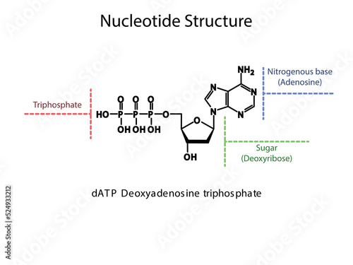 dATP Deoxyadenosine triphosphate Nucleoside molecular structure diagram on white background. DNA and RNA building block consisting of nitrogenous base, sugar and phosphate. photo