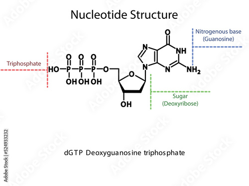 dGTP Deoxyguanosine triphosphate Nucleoside molecular structure diagram on white background. DNA and RNA building block consisting of nitrogenous base, sugar and phosphate.