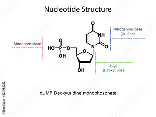 dUMP Deoxyuridine monophosphate Nucleotide molecular structure diagram on white background. DNA and RNA building block consisting of nitrogenous base, sugar and phosphate.