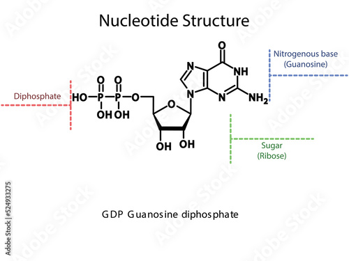 GDP Guanosine diphosphate Nucleoside molecular structure diagram on white background. DNA and RNA building block consisting of nitrogenous base, sugar and phosphate. photo