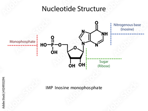 IMP Inosine monophosphate Nucleotide molecular structure diagram on white background. DNA and RNA building block consisting of nitrogenous base, sugar and phosphate.