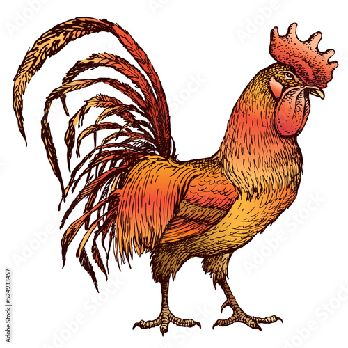 Hand drawing of red cartoon cock