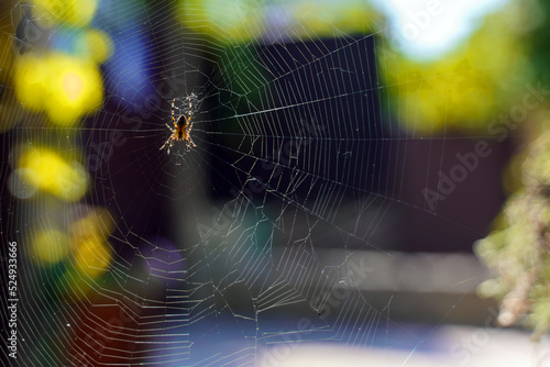 A large yellow spider sits in the center of its web.