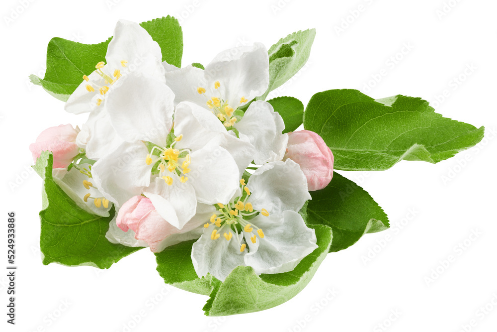 Naklejka premium Apple flower isolated on white background, full depth of field, clipping path