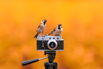 a pair of funny birds a sparrow is sitting in a spring garden on a vintage retro camera