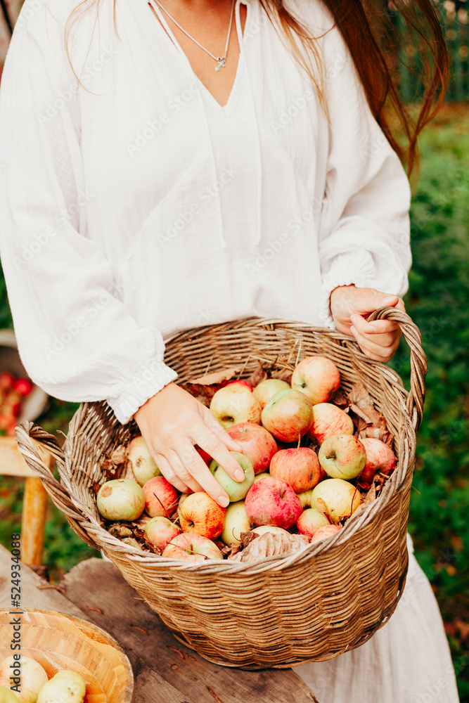 young woman plus size model in white dress with basket full of apples, concept of harvest and autumn on veranda of country house, sustainable eco friendly lifestyle, organic harvesting in garden