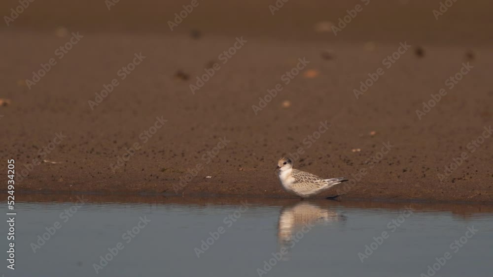 A juvenile Little Tern (Sternula albifrons) standing on the beach A juvenile Little Tern (Sternula albifrons) standing on the beach