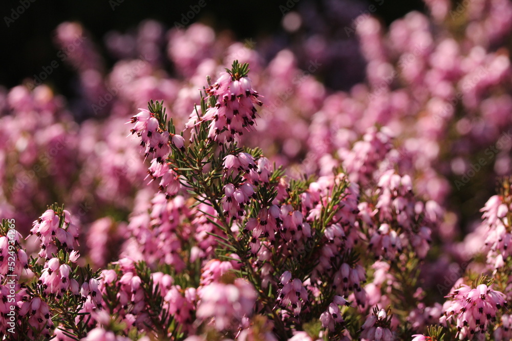Blooming pink heather flowers Calluna vulgaris, Ornamental shrubs, close up.