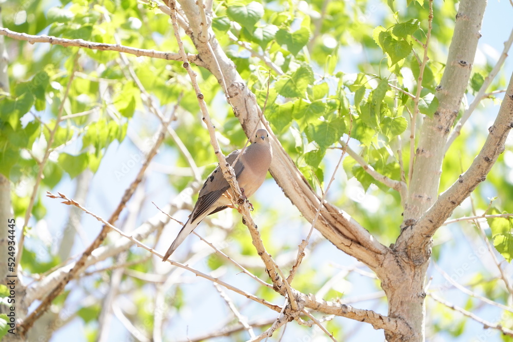 birds birds