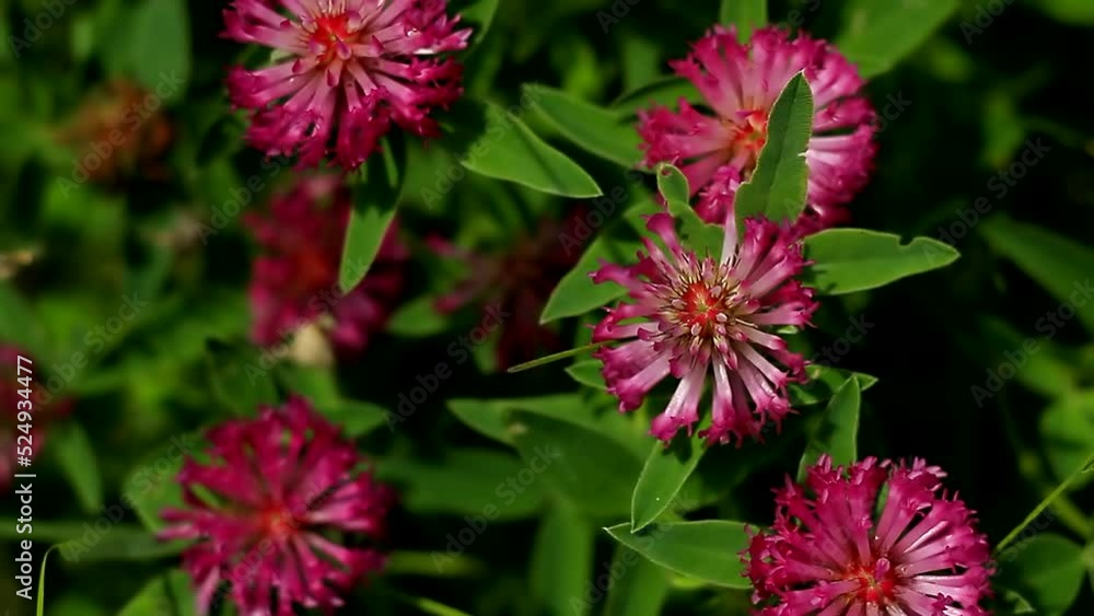Purple flowers of red clover close-up (Trifolium pratense)sway in the meadow. Floral pattern,background. Purple flowers of red clover close-up (Trifolium pratense)sway in the meadow. Floral pattern,background.