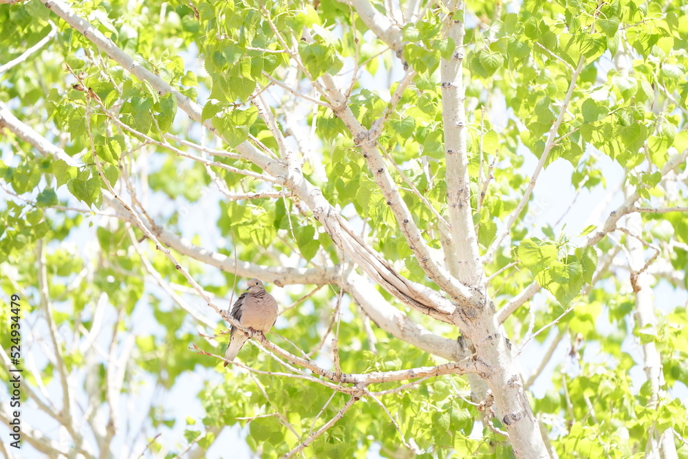 Fototapeta premium birds