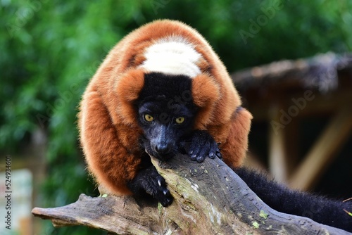 Le vari roux du Zoo de la Flèche