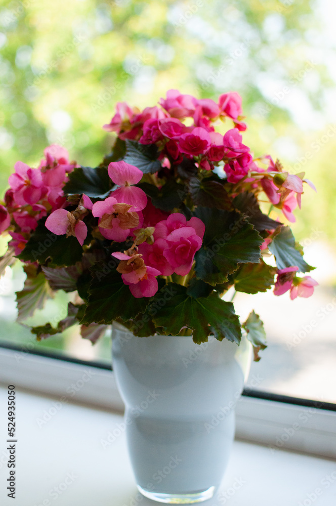 Pink begonia in a white vase, houseplant, begonia in a flower pot. Begonia on the windowsill, begonia on a green background. Close-up, selective focus.