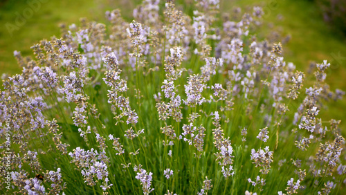 Lavender Lavandula angustifolia growing purple true English flower flowering plants herbal narrow-leaved lavender common garden field growth beautiful blooming blossom planting day closeup  Europe