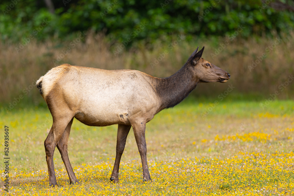 Young Roosevelt elk (Olympic elk / wapiti) , seen in the wild in North California Young Roosevelt elk (Olympic elk / wapiti) , seen in the wild in North California