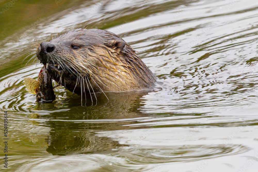 River otter catching a longjaw mudsucker, seen in the wild in North California River otter catching a longjaw mudsucker, seen in the wild in North California