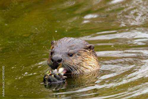 River otter catching a longjaw mudsucker, seen in the wild in North California photo