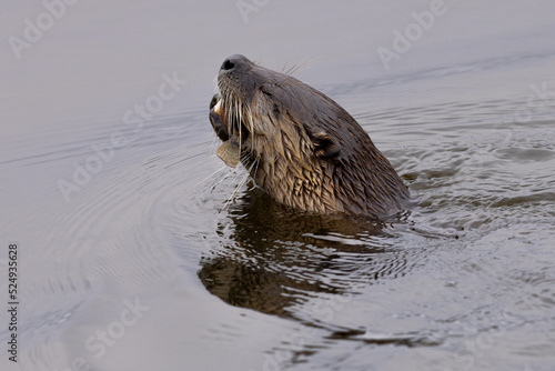 River otter catching a longjaw mudsucker, seen in the wild in North California