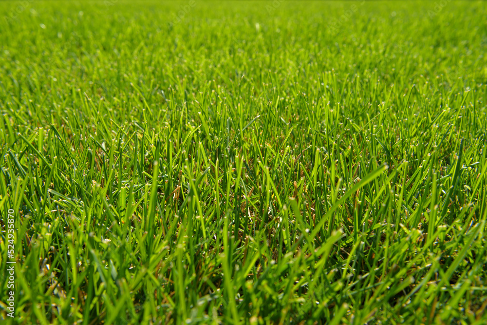 Green grass natural background. Mowed backyard lawn. Texture of fresh lawn grass. Park or green lawn. Summer nature background with place for text.
Close-up shot, selective focus. Green grass natural background. Mowed backyard lawn. Texture of fresh lawn grass. Park or green lawn. Summer nature background with place for text.
Close-up shot, selective focus.