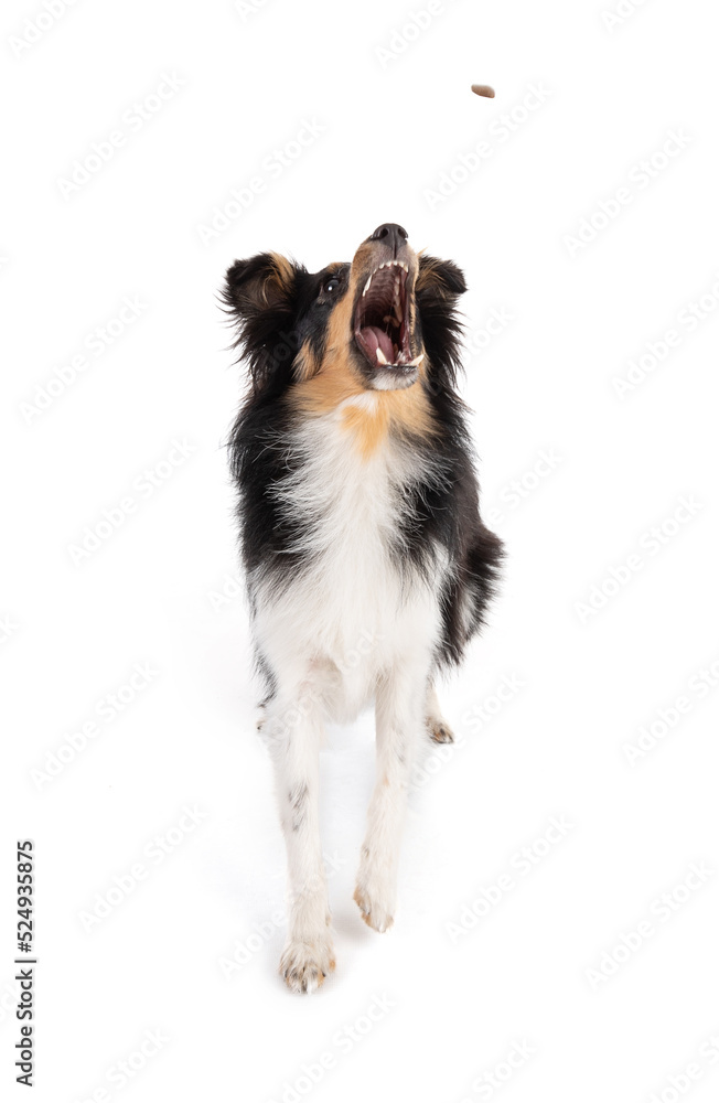 Shetland dog catching a kibble